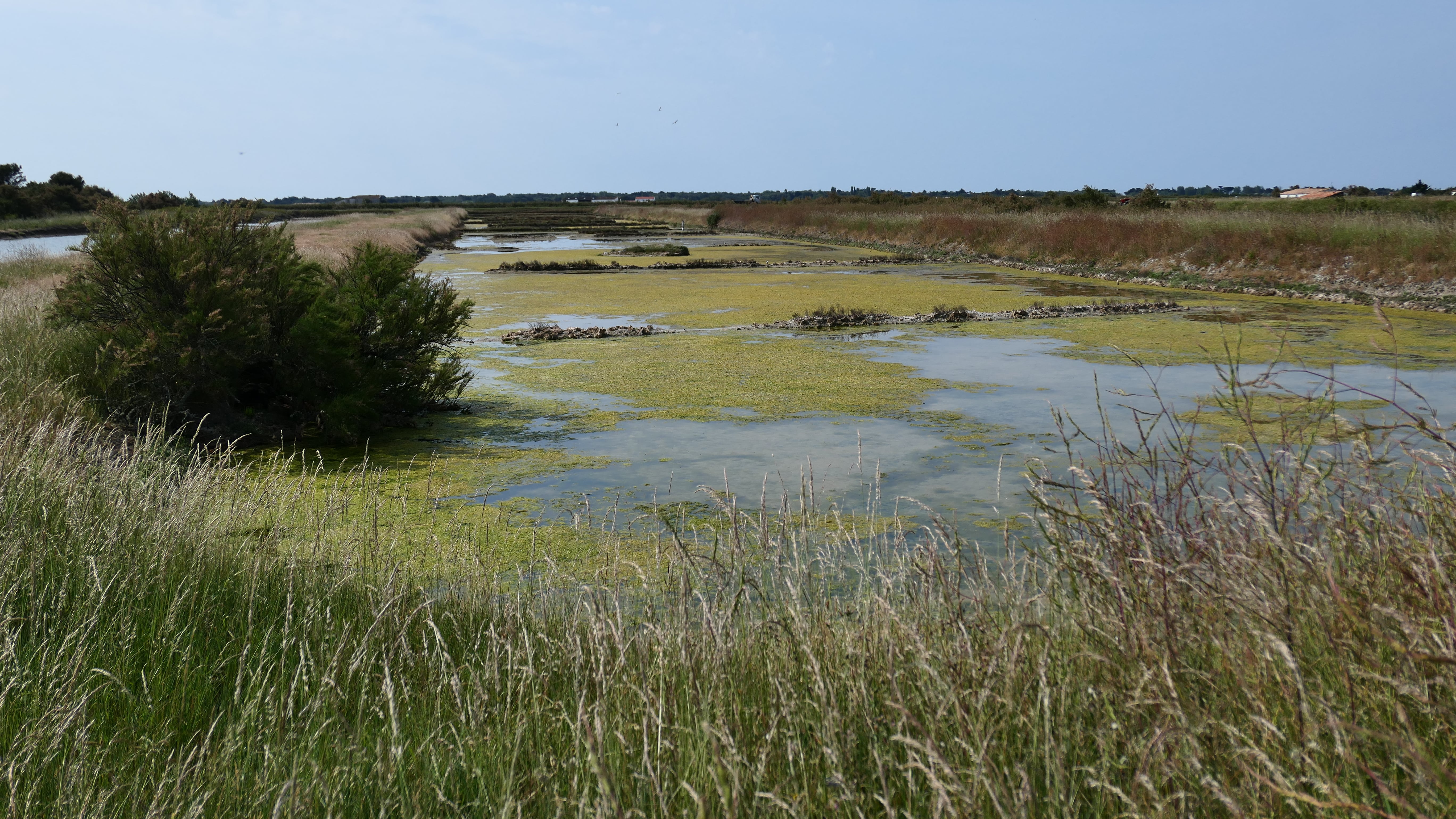 Terrain compartiment 'poisson', Fier d'Ars, Lilleau des Niges, LPO