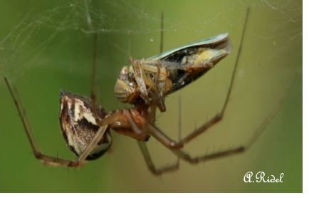 Terrain compartiment 'Arthropodes', Brouage